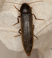 Serropalpus barbatus
