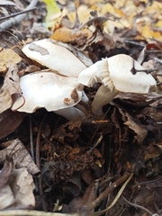 Leucocybe connata