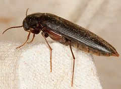 Serropalpus barbatus