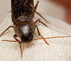 Serropalpus barbatus