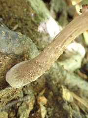 Armillaria ostoyae