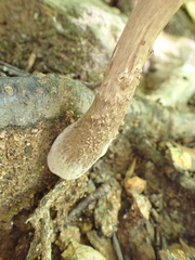Armillaria ostoyae