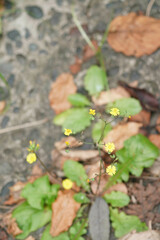Youngia japonica
