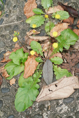 Youngia japonica