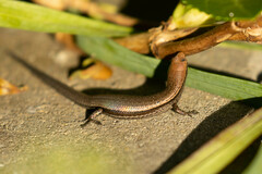 Lampropholis delicata