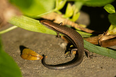 Lampropholis delicata