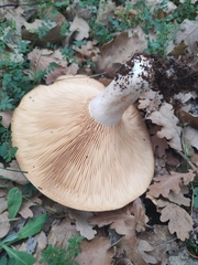 Lactarius zonarius