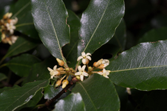 Pittosporum