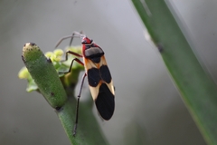 Oncopeltus unifasciatellus