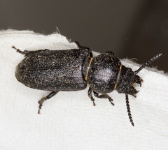 Spondylis buprestoides