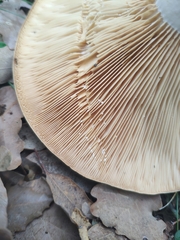 Lactarius zonarius