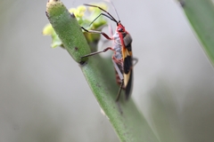 Oncopeltus unifasciatellus