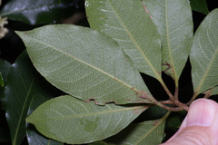 Pittosporum
