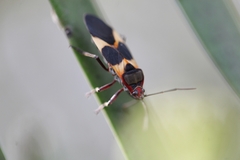 Oncopeltus unifasciatellus