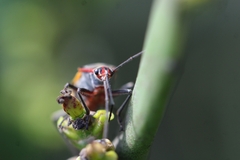 Oncopeltus unifasciatellus