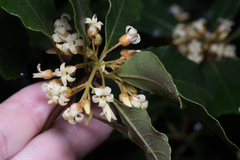 Pittosporum