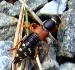 Staphylinus erythropterus