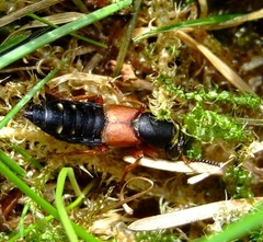 Staphylinus erythropterus