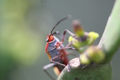 Oncopeltus unifasciatellus