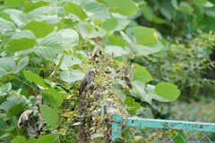 Hypsipetes amaurotis