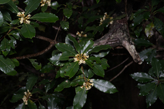 Pittosporum