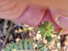 Tribulus micrococcus
