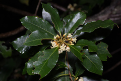 Pittosporum