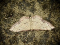 Idaea jakima