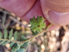 Tribulus micrococcus