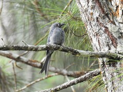 Dicrurus leucophaeus