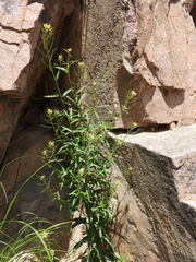 Erysimum macilentum