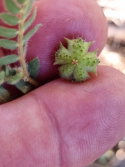 Tribulus micrococcus