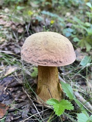 Suillellus