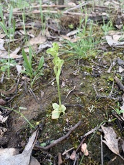 Pterostylis cycnocephala