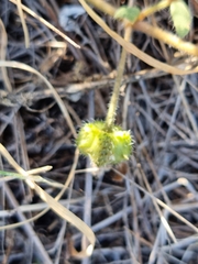 Tribulus micrococcus