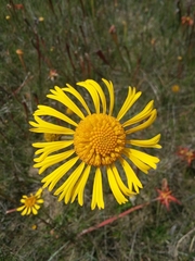 Balduina uniflora