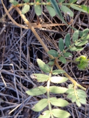 Tribulus micrococcus