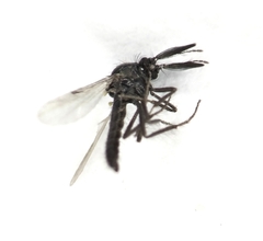 Ceratopogonidae