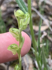 Pterostylis cycnocephala