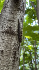 Megapallifera mutabilis