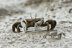 Macrophthalmus tomentosus