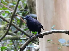 Myophonus borneensis