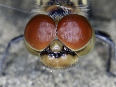 Sympetrum darwinianum