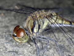 Sympetrum darwinianum
