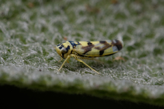 Eupteryx