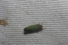 Draeculacephala soluta