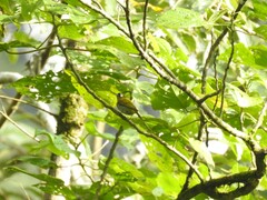 Zosterops atricapilla