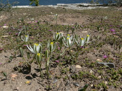 Albuca longipes