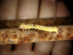 Satoblephara parvularia