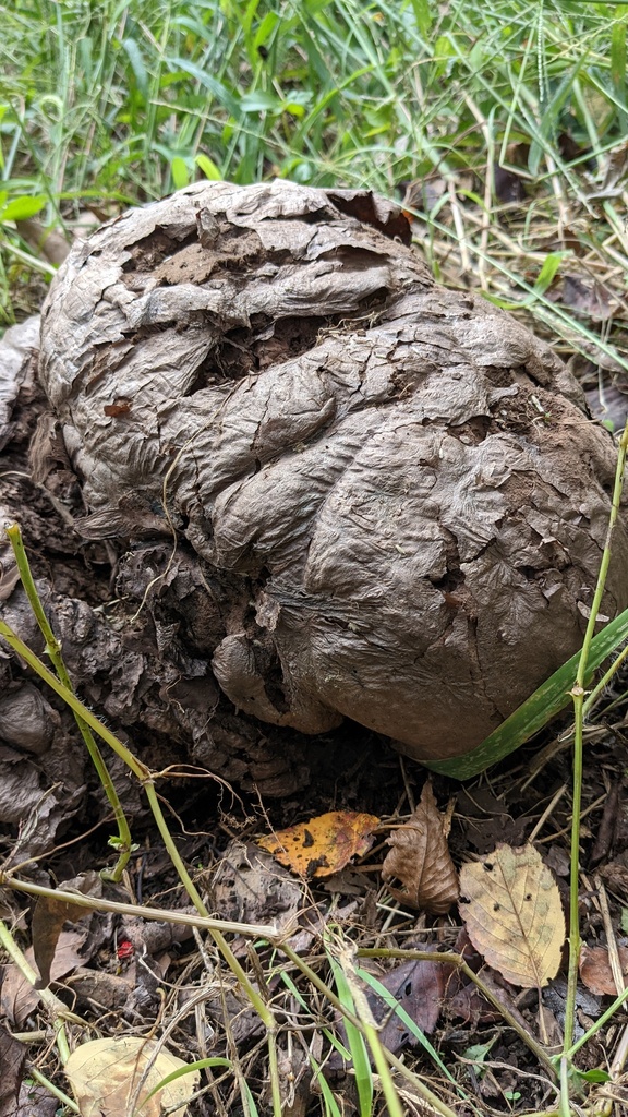 Calvatia nipponica · October 2022 · photo: © atsushi_nakajima_cirque (iNaturalist, cc-by)